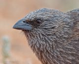 Apostelvogel - Apostlebird - Struthidea cinerea