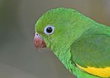 Chiririparkiet - Yellow-chevroned parakeet - Brotogeris chiriri