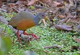 Cayennebosral - Gray-necked wood-rail - Aramides cajaneus