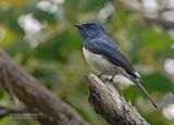 Satijnmonarch - Satin Flycatcher - Myiagra cyanoleuca