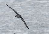 Dunbekpijlstormvogel - Short-tailed Shearwater - Ardenna tenuirostris
