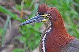 Rosse tijgerroerdomp - Rufescent tiger heron - Tigrisoma lineatum