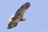 Zeearend - White-tailed Eagle - Haliaeetus albicilla