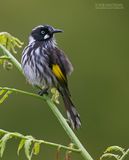 Witooghoningeter - New Holland Honeyeater - Phylidonyris novaehollandiae