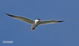 Reuzestern - Caspian tern - Sterna caspia