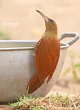 Grote muisspecht - Great rufous woodcreeper - Xiphocolaptes major