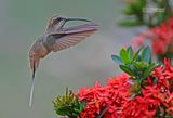 Oostelijke langstaartheremietkolibrie - Buff-Bellied Hermiet - Phaethornis subochraceus