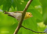 Fluiter - Wood warbler - Phylloscopus sibilatrix