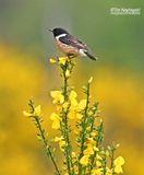 Roodborsttapuit - Stonechat - Saxicola rubicola