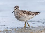 Bosruiter - Wood sandpiper - Tringa glareola