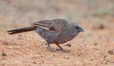 Apostelvogel - Apostlebird - Struthidea cinerea