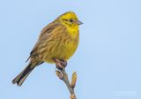 Geelgors - Yellowhammer - Emberiza citrinella