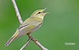 Fluiter - Wood warbler - Phylloscopus sibilatrix