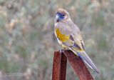 Roodbuikparkiet  - Greater Bluebonnet - Northiella haematogaster