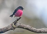 Zwartroze vliegenvanger - Pink robin - Petroica rodinogaster
