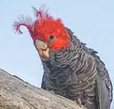 Helmkaketoe - Gang-gang Cockatoo - Callocephalon fimbriatum