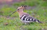 Hop - Hoopoe - Upupa epops