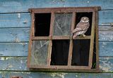 Steenuil - Little Owl - Athene noctua vidalii