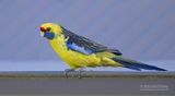 Geelbuikrosella - Green Rosella - Platycercus caledonicus