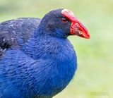 Australische Purperkoet - Australasian Swamphen - Porphyrio melanotus