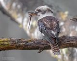 Kookaburra - Laughing kookaburra - Dacelo novaeguineae