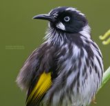 Witooghoningeter - New Holland Honeyeater - Phylidonyris novaehollandiae