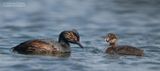 Geoorde fuut - Black-necked Grebe - Podiseps nigricollis