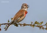Kneu - Linnet - Carduelis cannabina