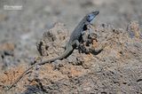 Canarische hagedis - La Palma lizard - Gallotia galloti