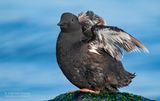 Zwarte Zeekoet -  Black Guillemot - Cepphus grylle 