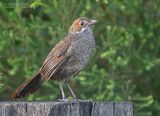 Rosse borstelvogel - Rufous bristlebird - Dasyornis broadbenti