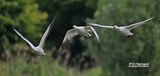 Sneeuwgans - Snow goose - Anser caerulescens
