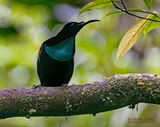 Prachtgeweervogel - Magnificent riflebird - Ptiloris magnificus