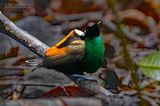 Wilsons paradijsvogel - Wilsons Bird-of-Paradise -  Diphyllodes respublica