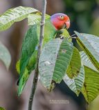 Roodwangpapegaai - Red-cheeked parrot - Geoffroyus geoffroyi