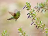 Smaragdglansstaartkolibrie - Tyrian Metaltail - Metallura tyrianthina