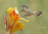 Atacama-kolibrie - Oasis Hummingbird - Rhodopis vesper