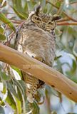 Magelhaenoehoe - Lesser Horned Owl - Bubo magellan