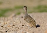 Pisacca-tinamoe - Ornate Tinamou - Nothoprocta ornate ornate