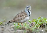Patagonische Kwartelsnip - Least Seedsnipe - Thinocorus rumicivorus
