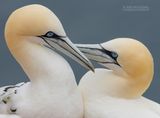 Jan van gent - Northern Gannet - Morus bassana