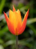 Flame Tulip
