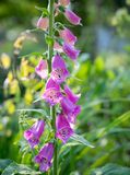 Fox Glove
