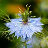 Nigella