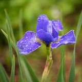 Iris Siberica, Silver Frost