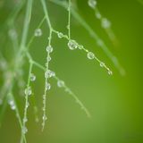 Fennel frond