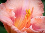  Another day lily
