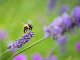 Lavender Bonanza