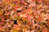 Spiraea Japonica