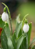 Snow Drops
